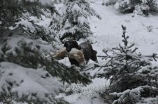 Bringtreueprüfung in Mürzzuschlag